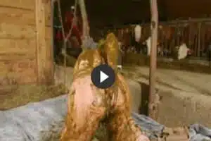 Teenie Girl KV mit noch mehr Gülle